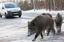 Dziki w Gorzowie Wielkopolskim