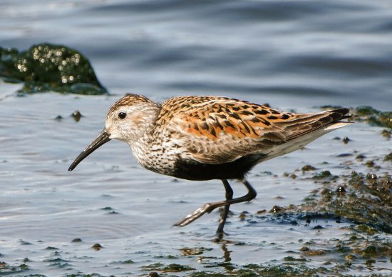  Calidris alpina