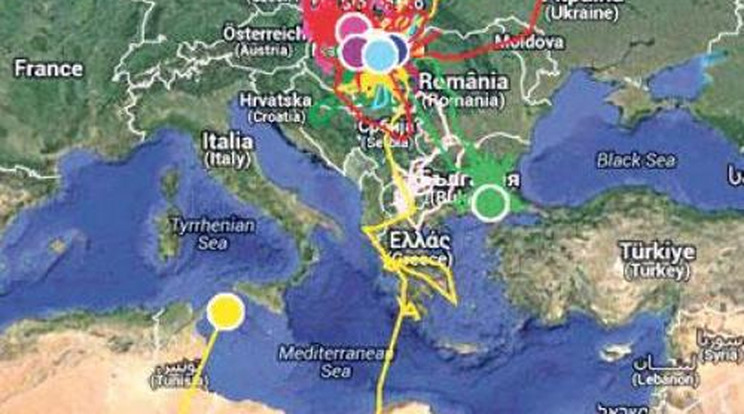 Itt a magyar sastérkép: madaraink berepülték a fél világot