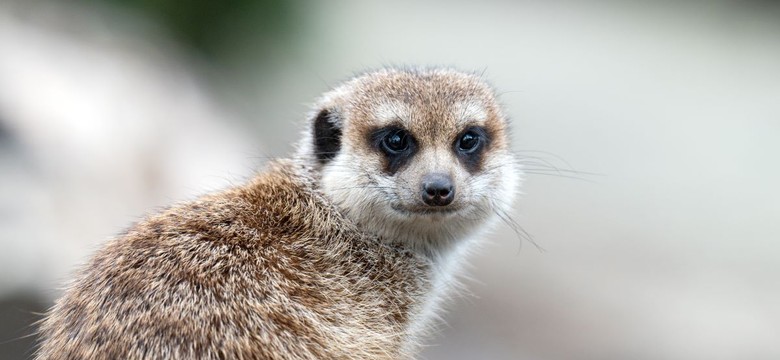 "Nakarm surykatkę swoim ex". Nietypowa akcja łódzkiego zoo na Walentynki