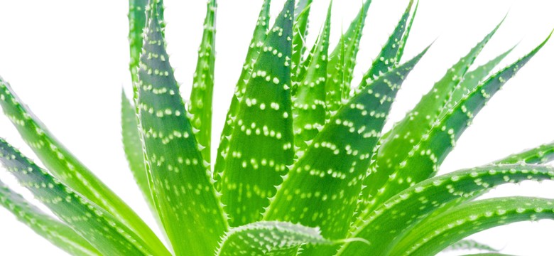 Roślinne wsparcie domowej apteczki: aloes, żyworódka, rozmaryn, mięta