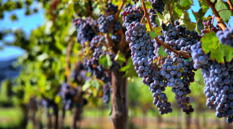 A merlot szőlő nagyon jól érzi magát Magyarországon / Fotó: Shutterstock 
