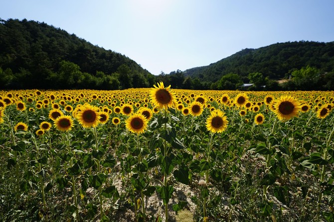 Suncokret
