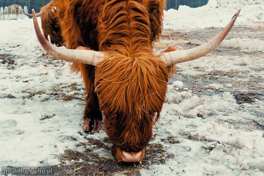 Highland Cattle