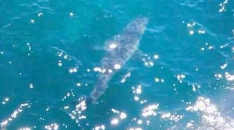 Ilyen nagy példányt még nem sikerült lefotózni / Fotó: Faceboook - Shark Alerts South Australia