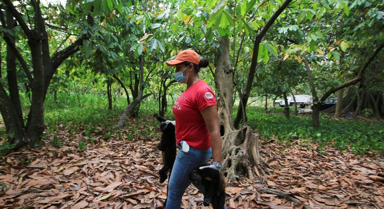 Monkeys are falling dead from trees because of a heat wave in Mexico.Luis Manuel Lopez/Reuters