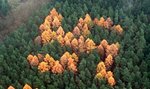 Leśne swastyki. Pozostałość po nazistach?