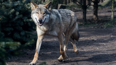 Wilk grasował w gminie Lubawka. Bronili się piłą 