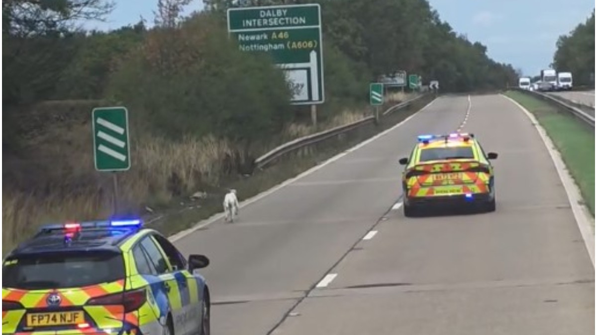 Un șofer român de TIR a blocat complet o autostradă din Anglia, după 20 de secunde au apărut două mașini de poliție: „Aș face-o oricând”