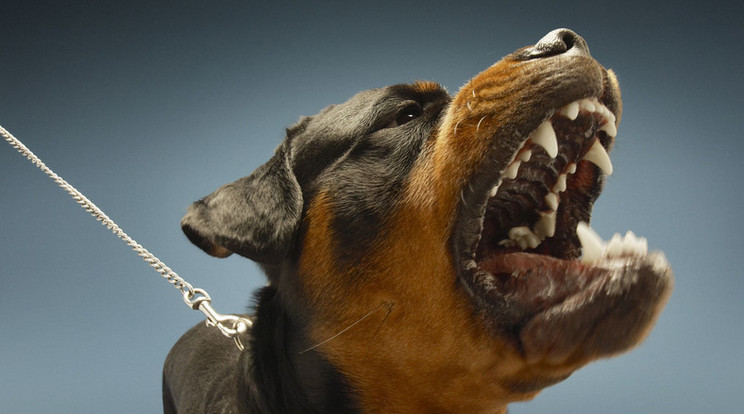 Rottweilerek marcangoltak halálra egy nőt / Illusztráció: Northfoto