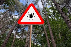 Komary i kleszcze nie boją się silnego mrozu. Są przystosowane do niskich temperatur