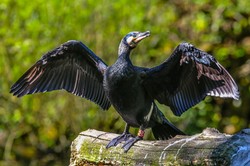 Bardzo trudny quiz z polskich ptaków. 20/20 tylko dla orłów