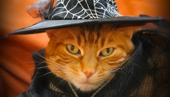 Démon helyett feminista erő: a boszorkánykultusz újjászületett és bátrabb, mint valaha