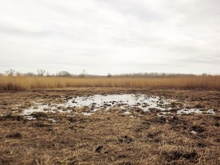 Ochrona bagien i mokradeł niezbędna dla powstrzymania kryzysu klimatycznego