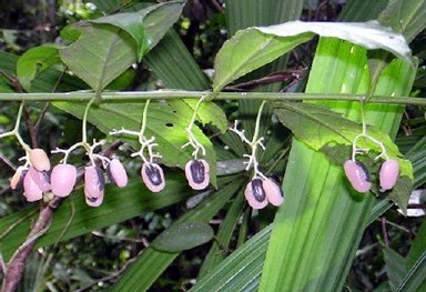 INDONESIA-ENVIRONMENT-PLANT