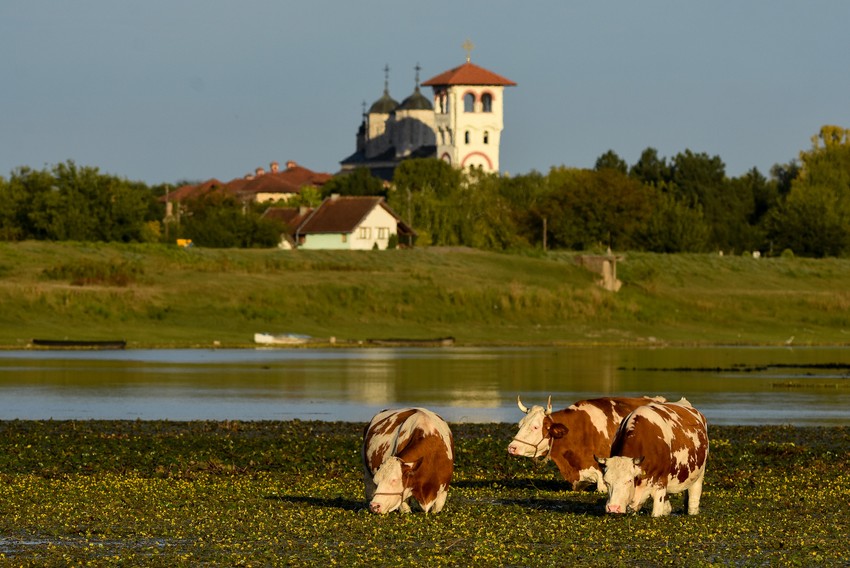 Novi Sad koviljski rit zalazak sunca