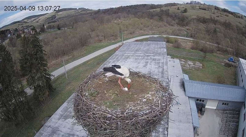 Bociany na żywo 2025 - gniazdo w Rzepedzi