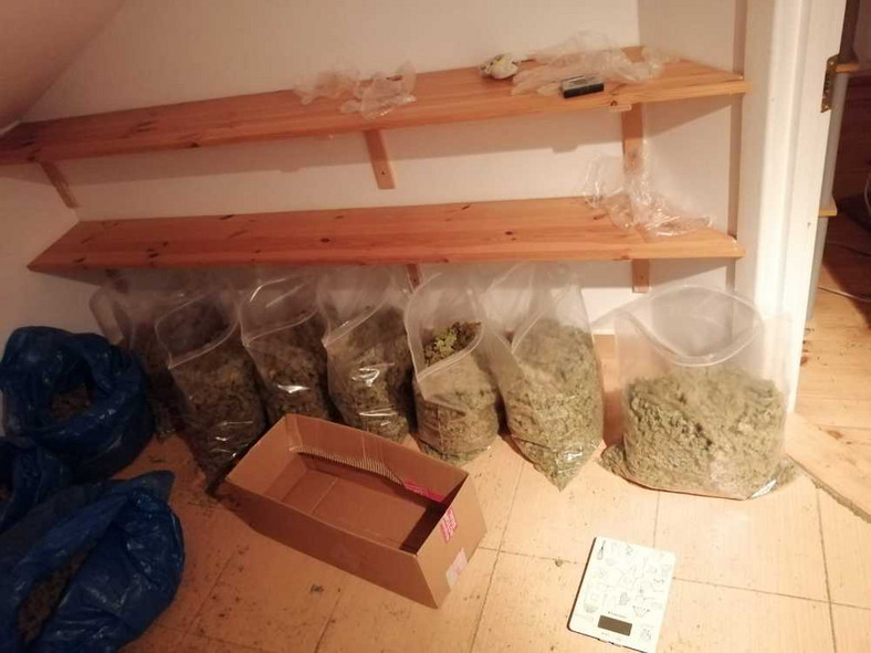 Policja zlikwidowała plantację konopi i przechwyciła 13 kg marihuany