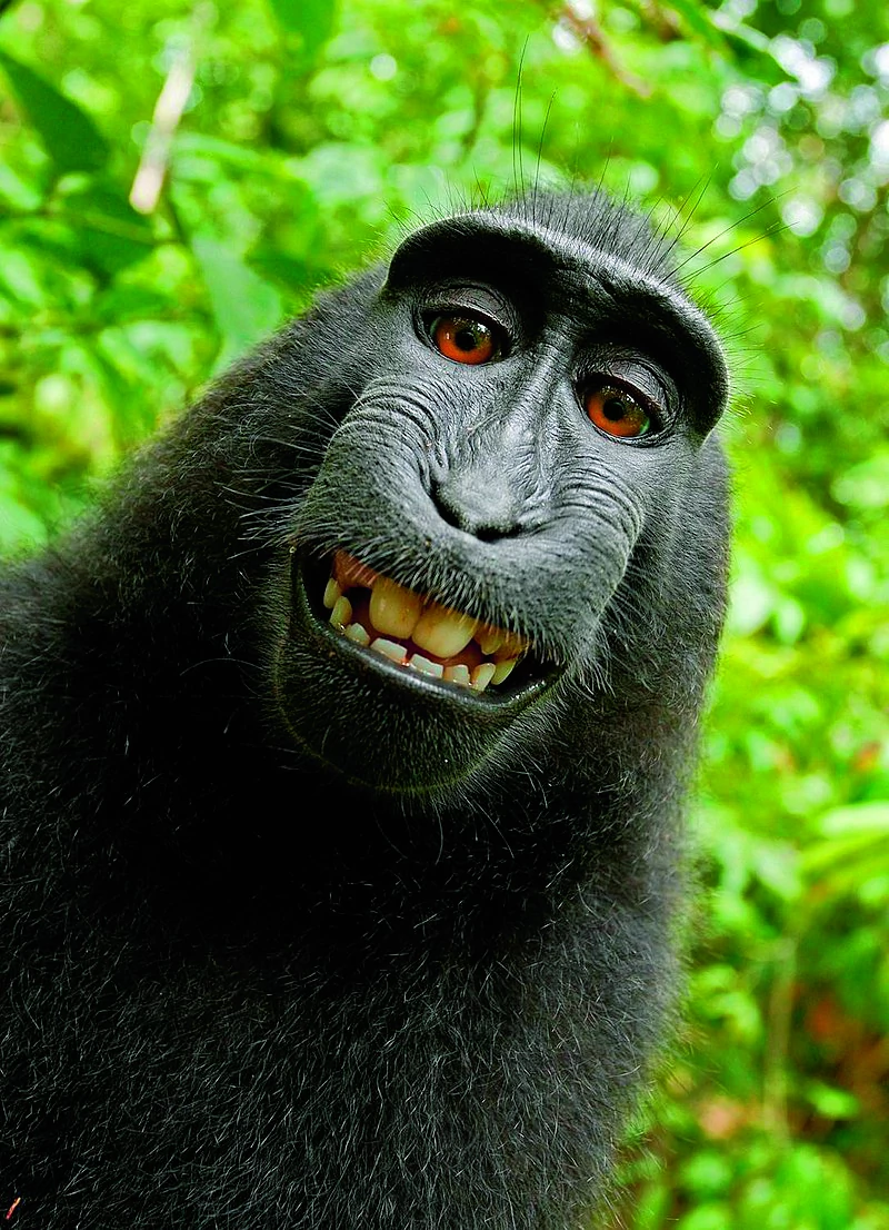 W 2011 r. w Indonezji samica makaka zrobiła sobie selfie aparatem Davida Slatera. Sąd w USA uznał, że praw do zdjęcia nie ma ani małpa, ani fotograf.