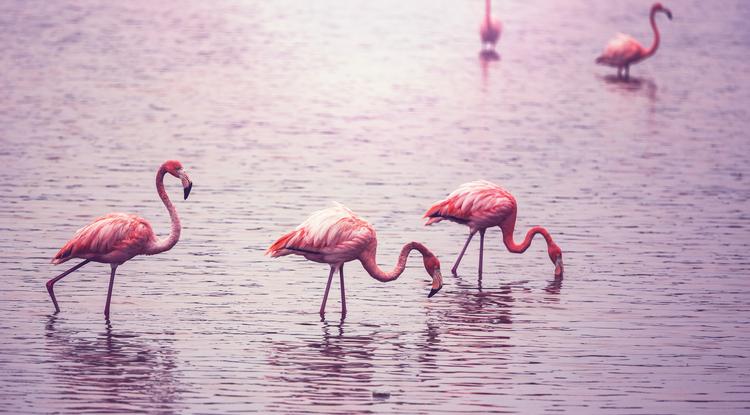 Tudtad? Ezért rózsaszínűek a flamingók!