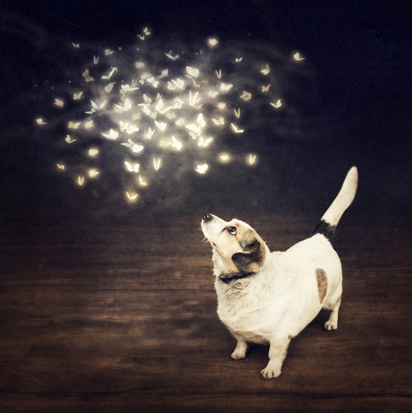 U pitanju su svetleći leptiri... FOTO: Profimedia