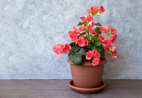 Begonia zimowa