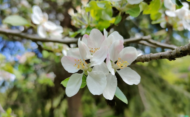 Zdjęcie wykonane telefonem realme X50 Pro