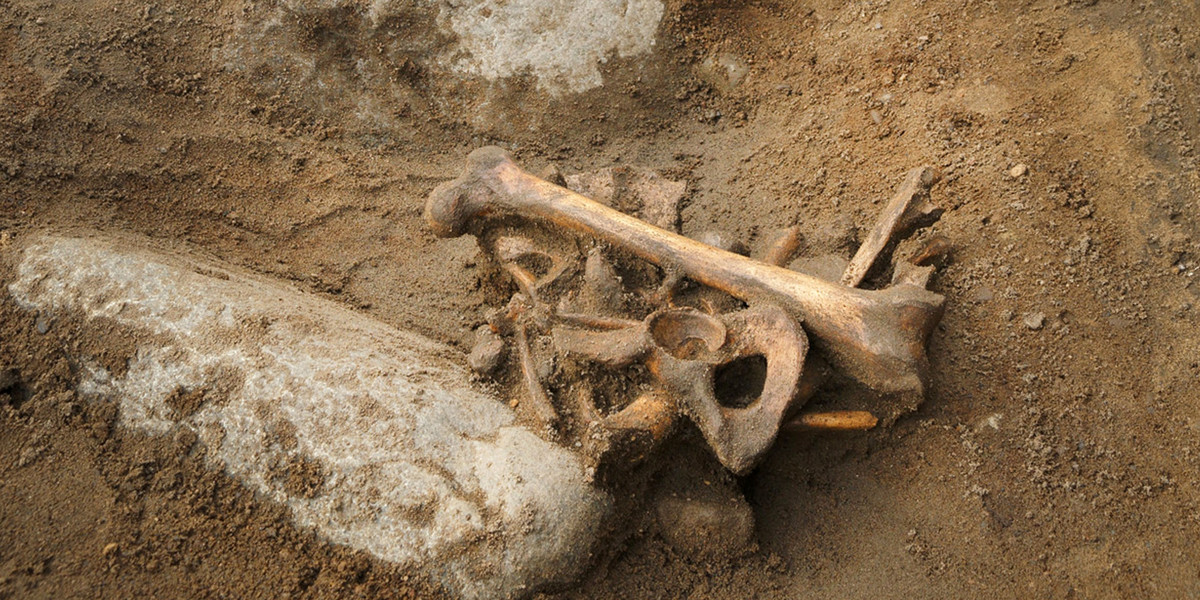 Szkielet z XVI w. znaleziony pod szkołą