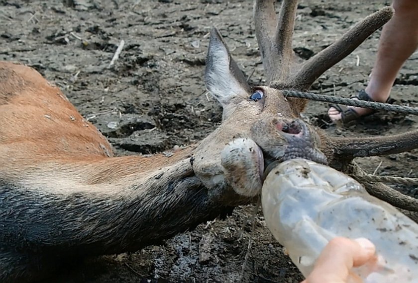 Nie bał się człowieka