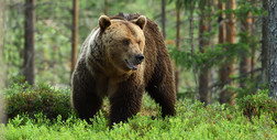 Udawać martwego? 5 zasad co robić podczas spotkania z niedźwiedziem