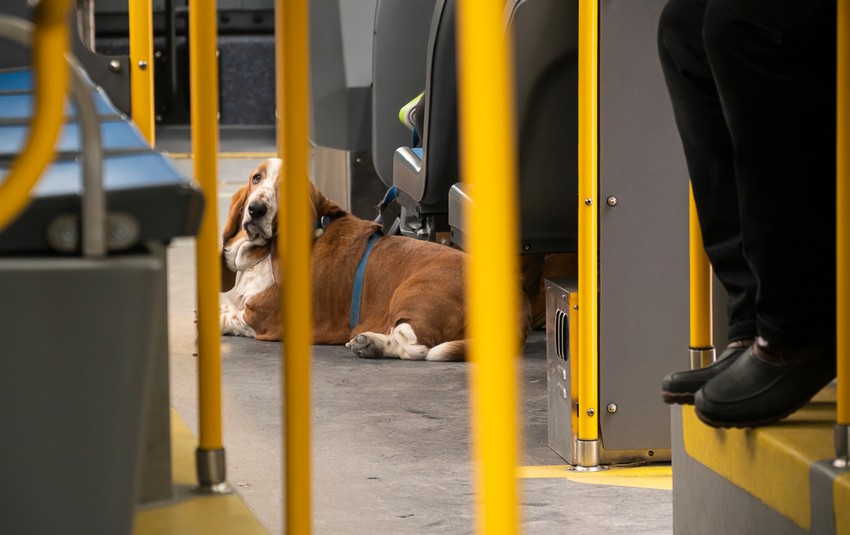 Ima ljubimaca i van transportera...