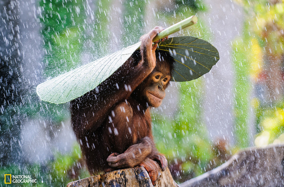 Wyróżnienie - Andrew Suryono - Orangutan in The Rain (pol. Orangutan w deszczu) / National Geographic  2015 Photo Contest