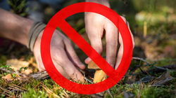 Zakaz zbierania grzybów. Przykra niespodzianka dla wielbicieli jesiennych spacerów po lesie. Wysoka grzywna za zbieranie chronionych gatunków