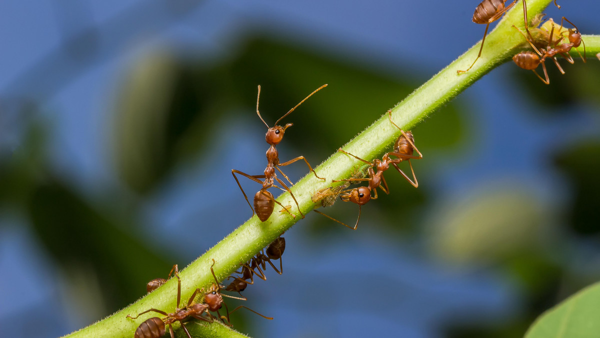Rośliny, które odstraszają mrówki. Warto je mieć w swoim ogrodzie 