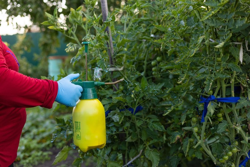 oprysk miedzianem pomidory warzywa