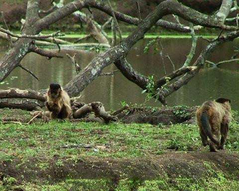 Galeria Argentyna - Delta rzek Parany i Urugwaju, fauna, obrazek 20