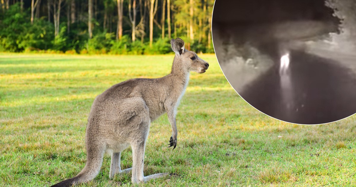 Egzotyczny intruz przemknął przez Małopolskę. Ludzie przecierali oczy: Skakał jak wariat