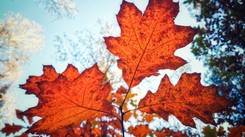 Piątek słoneczny - prawdziwy dzień polskiej złotej jesieni [PROGNOZA POGODY]