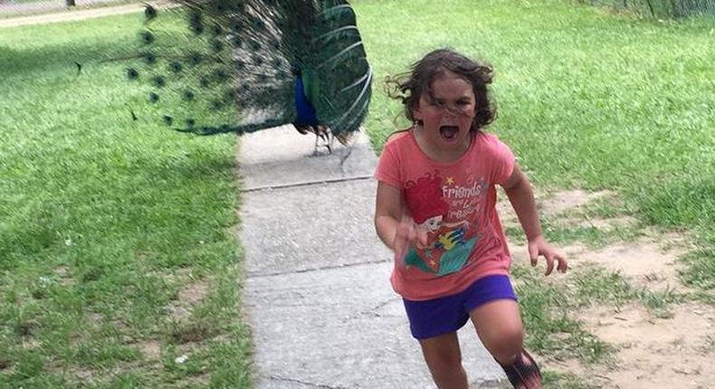 Photo of a girl running from a peacock hits the internet and a million memes was made from it