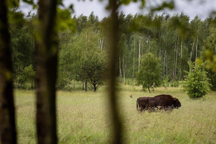 puszcza Białowieska