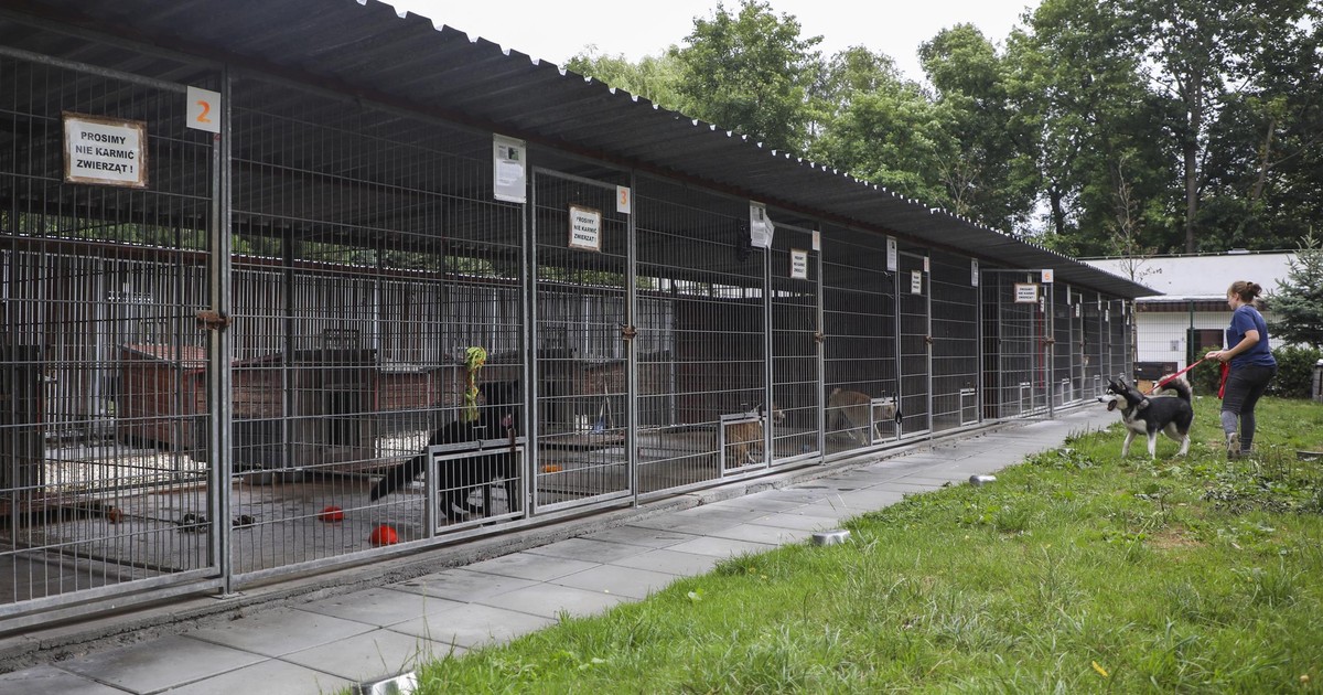 Tajemnice krakowskiego schroniska wychodzą na jaw. Pracownicy pękli