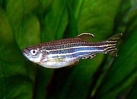 zebradanio-d00001383f6ed3c77f982