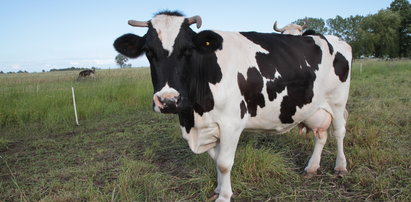 Urzędnicy chcą zabić ciężarną krowę, bo uciekła z UE