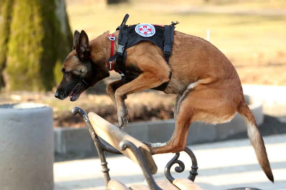 gorska služba spasavanja banjaluka tragač Tora