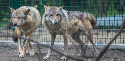 Dziecko pogryzione przez wilka w zoo