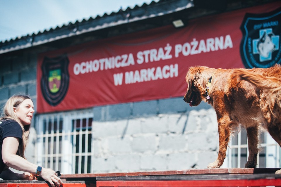 Psy z Grupy Poszukiwawczo-Ratowniczej OSP Marki podczas szkolenia