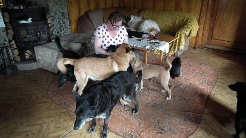 Staruszkowo, jedyne w kraju hospicjum dla psów, już wkrótce przeprowadzi się do nowego miejsca. Niechciane czworonogi, którymi opiekuje się Krystyna Seemayer, zamienią Karpacz na okolice Lubania. Już teraz zaczęło się wielkie pakowanie.