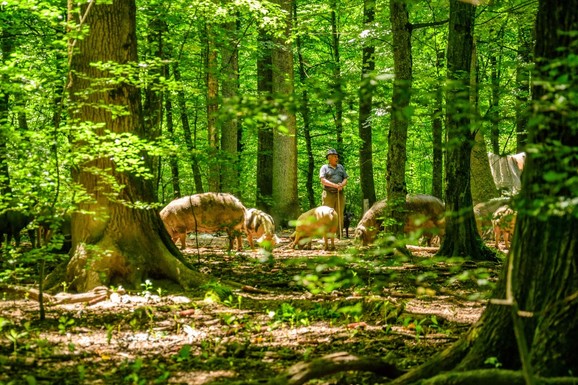 VLADA ODLUČILA Još jedan deo Srbije stavljen pod zaštitu: Ovaj kraj je sada prirodno dobro od IZUZETNOG ZNAČAJA