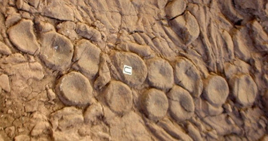 Ihtiosaurusove kosti sa Krakenovim "otiscima prstiju"