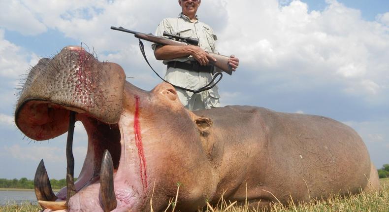 A killing spree of more than 1,250 hippopotami is about to unfold at the world-renowned Luangwa Valley in Zambia